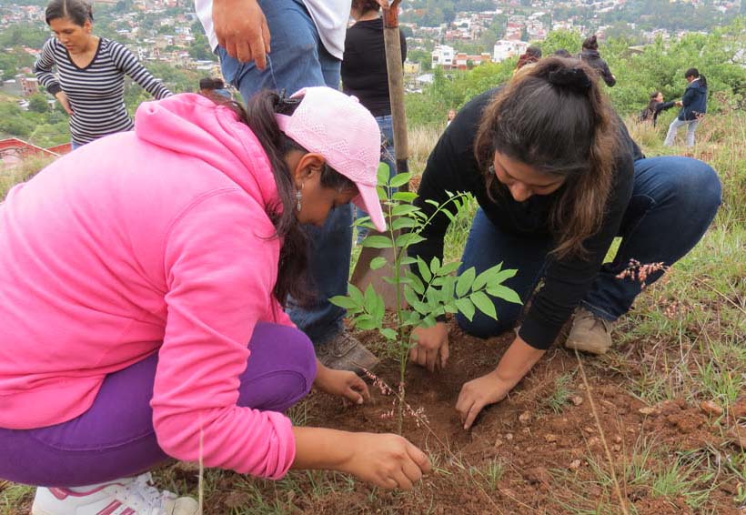 Realizan reforestación en el Cerro del Crestón