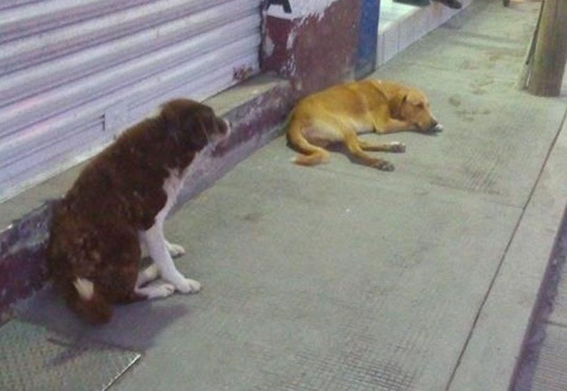 En la Mixteca denuncian aumento de perros callejeros