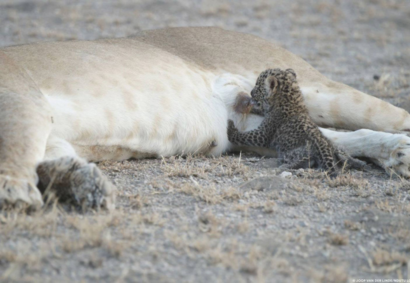 Leona alimenta a cachorro de leopardo, algo poco visto entre especies