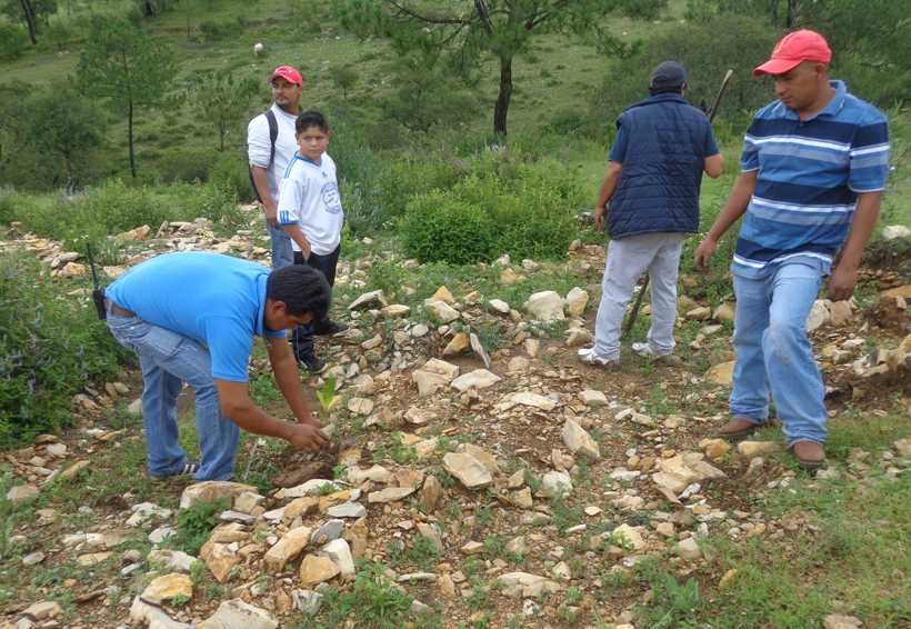 ¿Cuántas  hectáreas se  reforestan en Oaxaca?