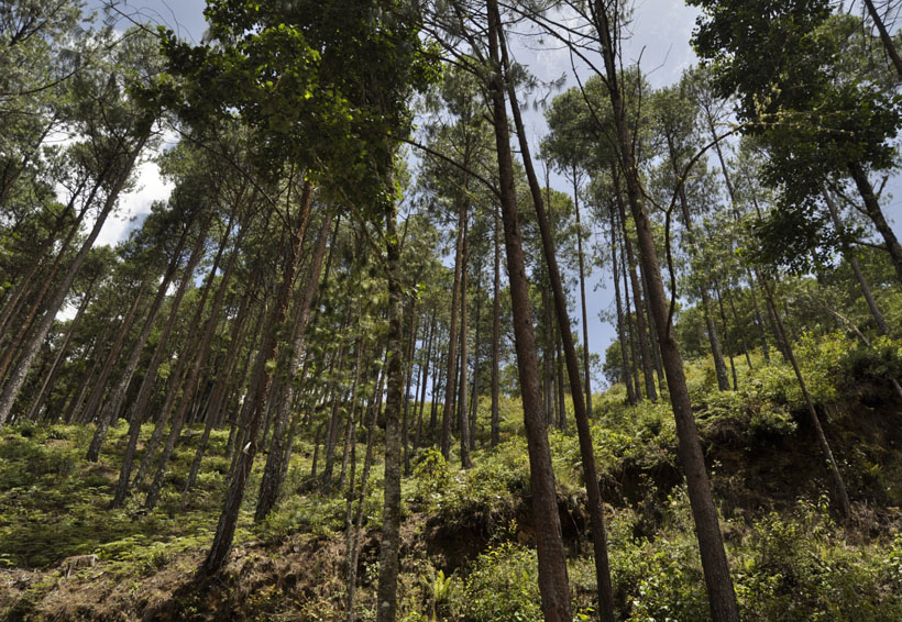 Oaxaca obtienen mejores resultados  en acciones de reforestación