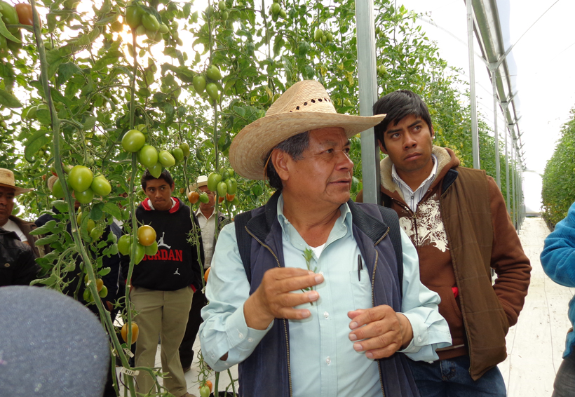 En la Mixteca la producción del campo, una oportunidad para inmigrantes