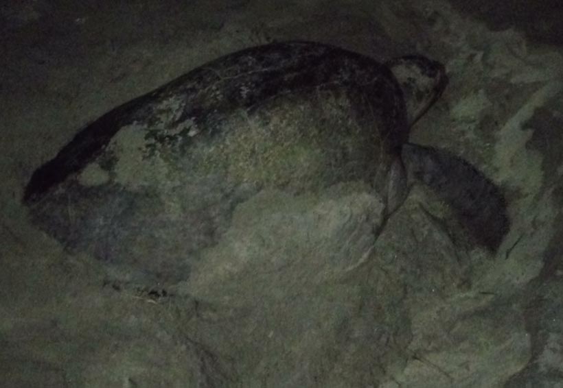 Esperan buena temporada de arribazones de tortugas en Morro Ayuta, Oaxaca