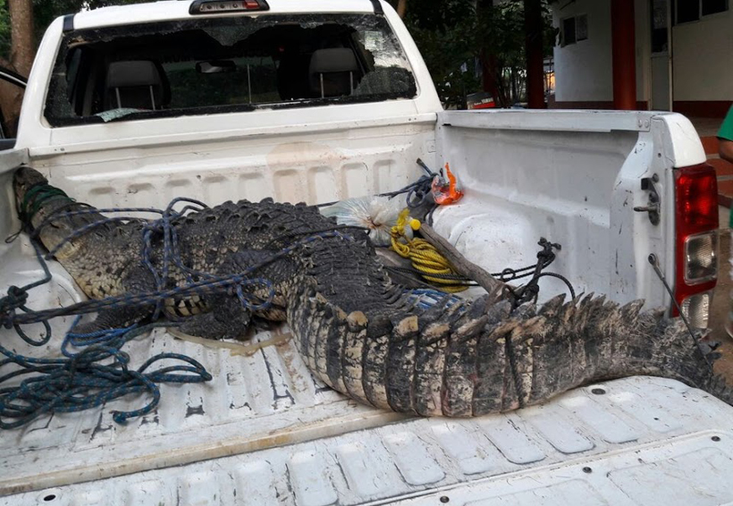 Cocodrilo provoca pánico en Zapotalito; lo atrapan | El Imparcial de Oaxaca Cocodrilo provoca pánico en Zapotalito; lo atrapan | El Imparcial de Oaxaca