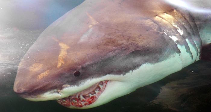 Turista muere tras ser atacada por un tiburón tigre en Costa Rica | El Imparcial de Oaxaca Turista muere tras ser atacada por un tiburón tigre en Costa Rica | El Imparcial de Oaxaca