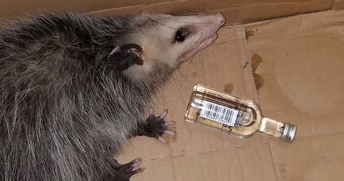 Una zarigüeya es encontrada en estado etílico tras beber de una botella de bourbon en Florida | El Imparcial de Oaxaca Una zarigüeya es encontrada en estado etílico tras beber de una botella de bourbon en Florida | El Imparcial de Oaxaca