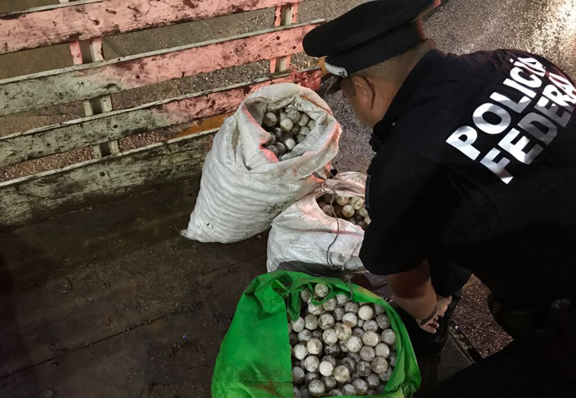 Asegura más de 20 mil  huevos tortuga en la Costa de Oaxaca
