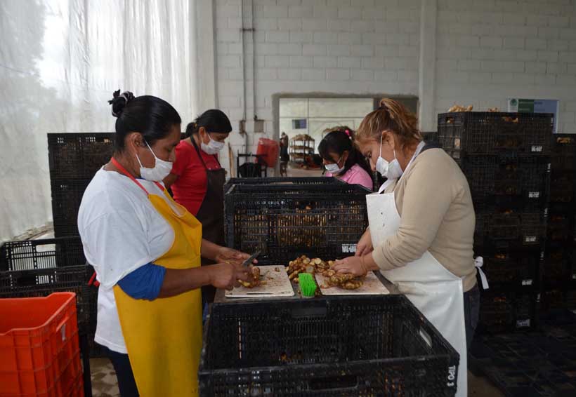 Generan empleo en Santa María Jacatepec con cultivo de jengibre
