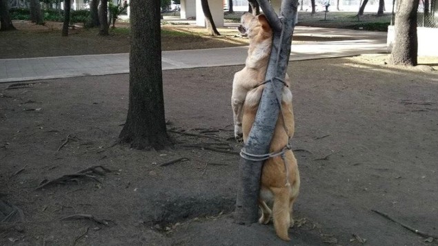 Matan y cuelgan a perro de un árbol, policía busca a responsables | El Imparcial de Oaxaca Matan y cuelgan a perro de un árbol, policía busca a responsables | El Imparcial de Oaxaca