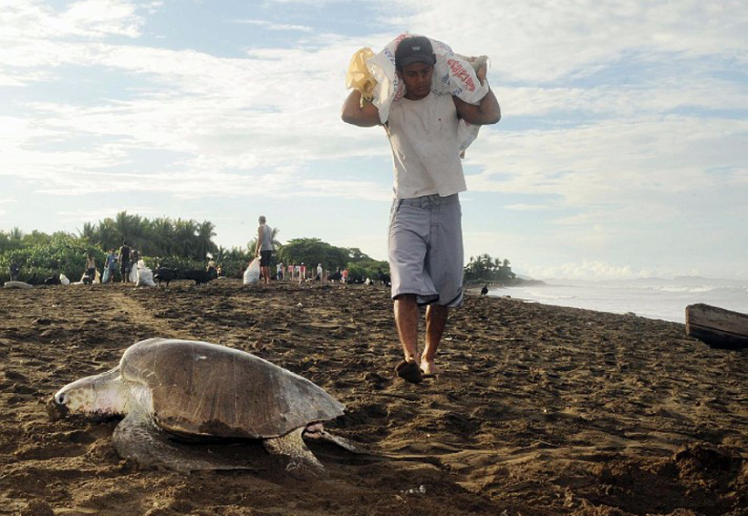 Aumenta deforestación y depredación de tortugas en Puerto Escondido, Oaxaca