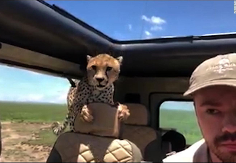 Guepardo entra a vehículo de turista en safari. Noticias en tiempo real