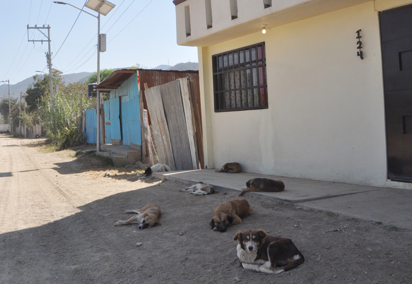 Reprograman Semana de vacunación antirrábica en Oaxaca. Noticias en tiempo real