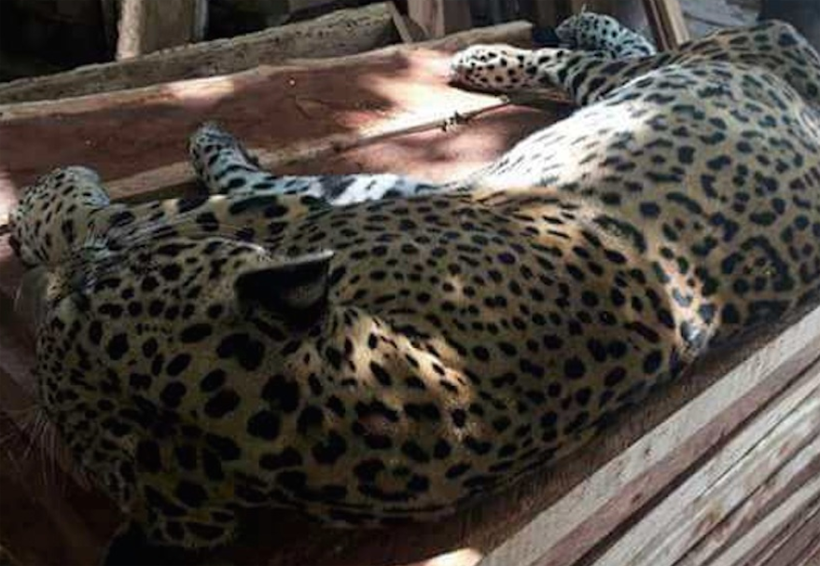 Matan a balazos a un jaguar en Tulum; la PGR investigará. Noticias en tiempo real