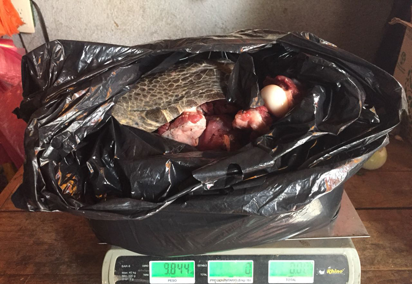 Arrestan a traficantes de huevo y carne de tortuga en Oaxaca. Noticias en tiempo real