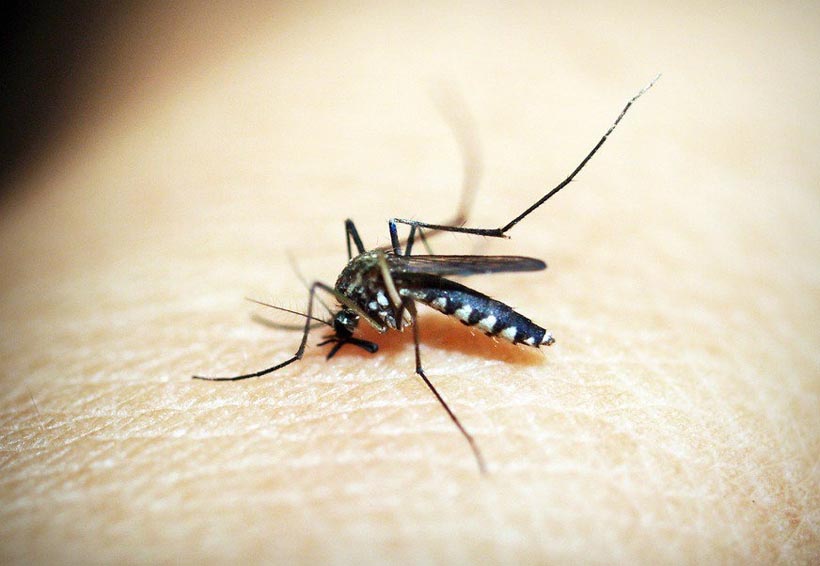 Repelentes naturales para mosquitos altamente efectivos. Noticias en tiempo real