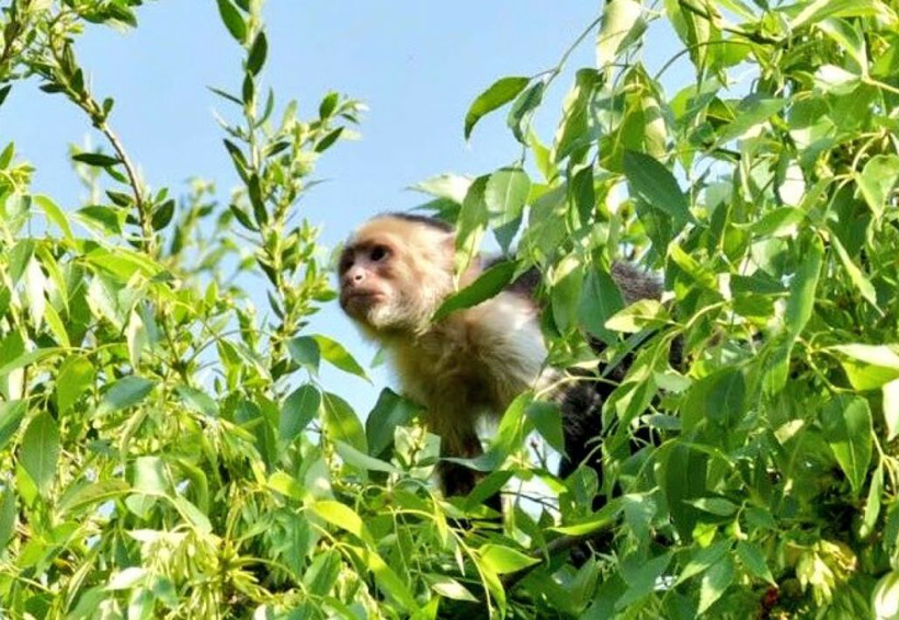 Reportan un mono capuchino suelto en Reforma. Noticias en tiempo real
