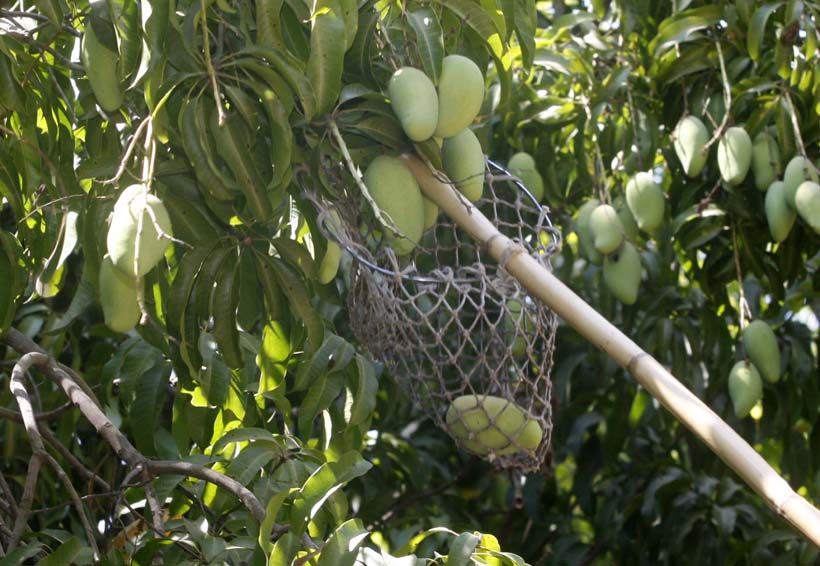 Multiplica Oaxaca sus exportaciones de mango. Noticias en tiempo real