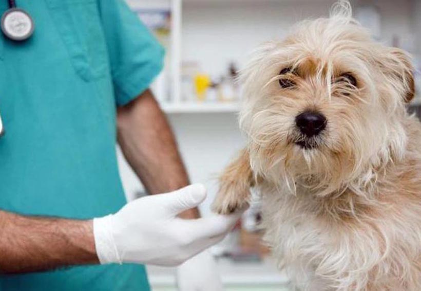 Cómo escoger al veterinario adecuado para tu mascota. Noticias en tiempo real
