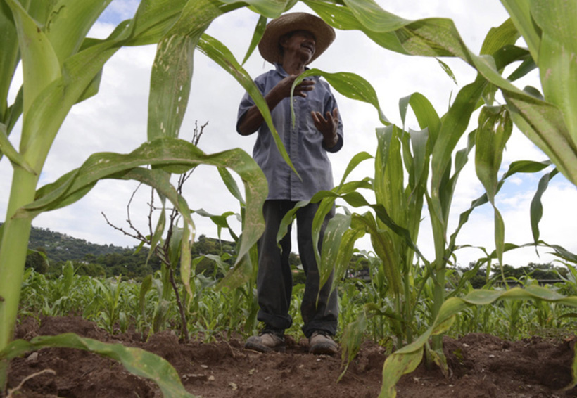Agroproductores de Oaxaca miran hacia mercado de Tailandia. Noticias en tiempo real