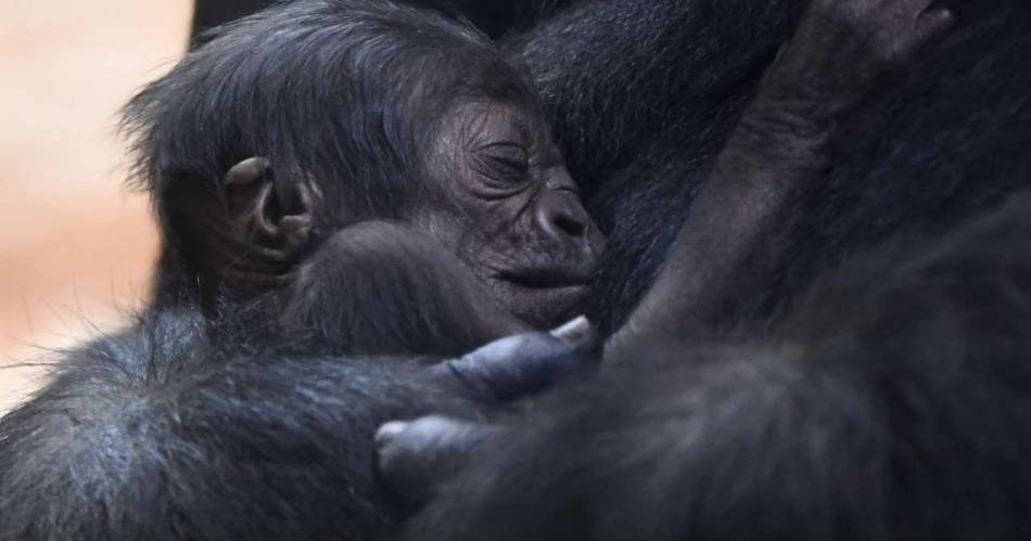 Video: Emotivo nacimiento de un gorila en zoológico de Washington. Noticias en tiempo real