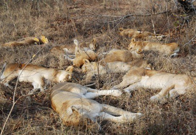 Mueren 11 leones envenenados en Uganda. Noticias en tiempo real