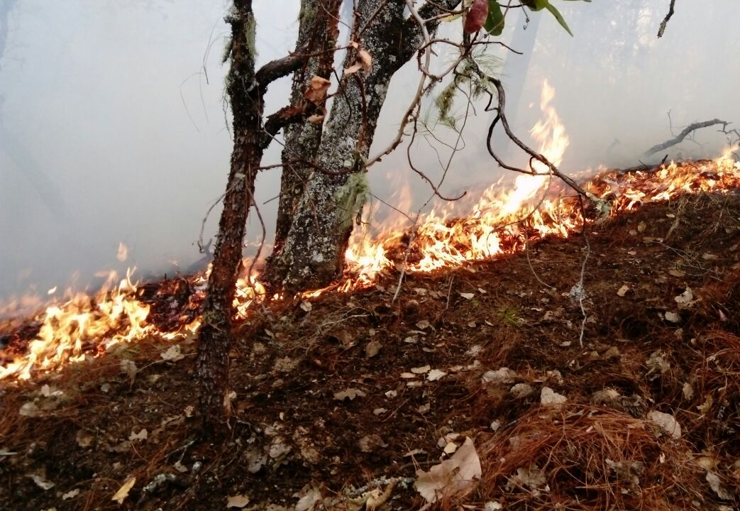 Incendios forestales: amenaza de los bosques en Oaxaca. Noticias en tiempo real
