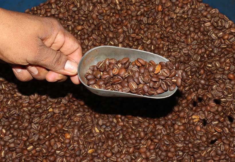 Buscan mercado para  productores de café de Oaxaca. Noticias en tiempo real