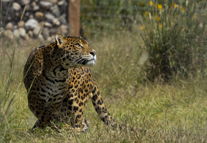 Monitorean al tigrillo y al  jaguar para su protección en Oaxaca. Noticias en tiempo real