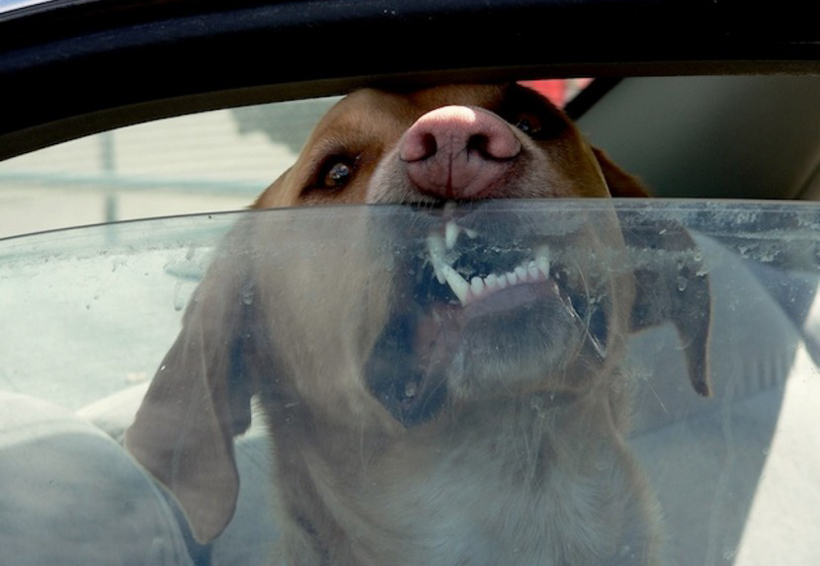 Perro muere asfixiado al tratar de salir de auto; detienen a pareja. Noticias en tiempo real