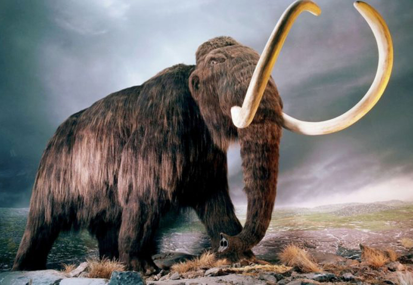 Científicos buscarán revivir al mamut. Noticias en tiempo real