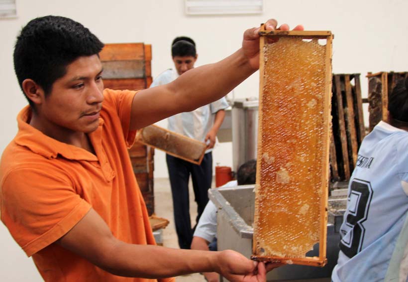 Oaxaca, en el top ten de producción de miel. Noticias en tiempo real