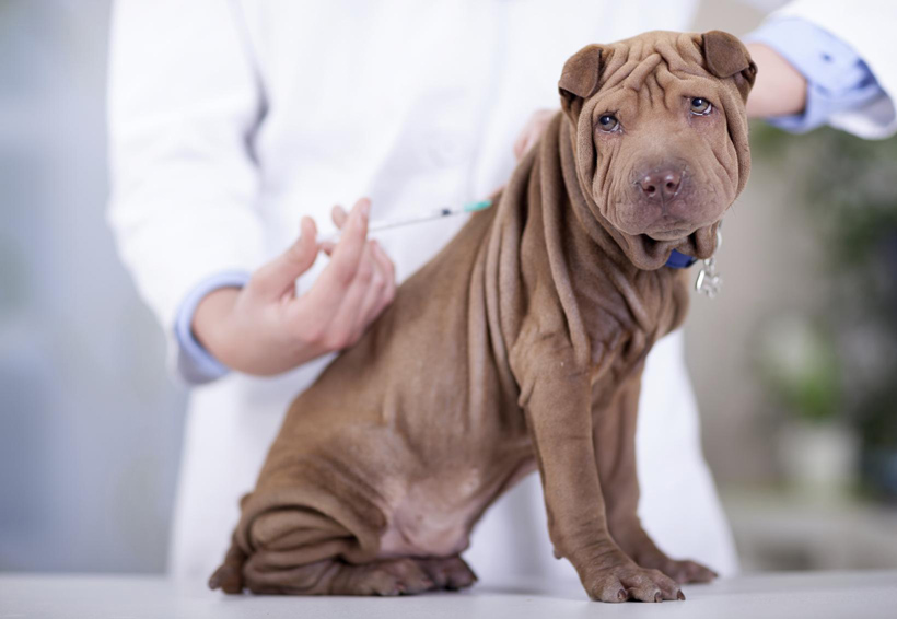 ¿Cada cuánto tiempo se vacuna a un perro contra la rabia?. Noticias en tiempo real