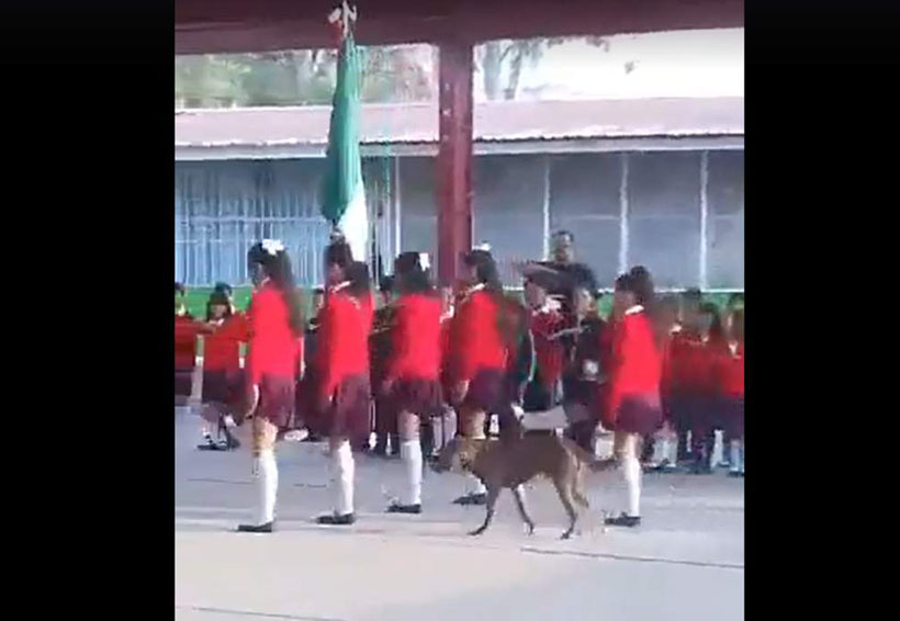Video: Perrito cuida la bandera nacional en acto cívico. Noticias en tiempo real
