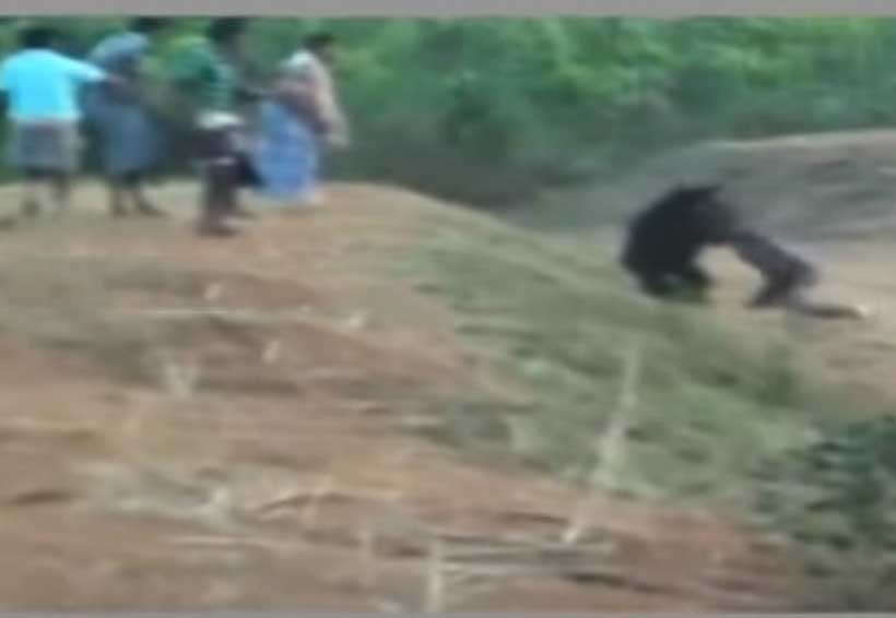 Video: Por una selfie, hombre muere atacado por un oso. Noticias en tiempo real