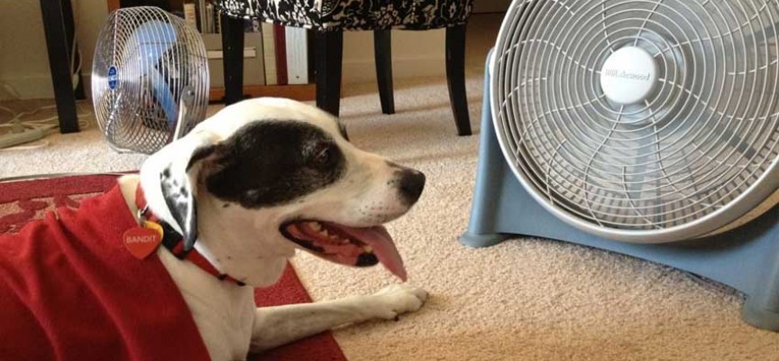 ¡Las mascotas también sufren por el calor, protégelas!. Noticias en tiempo real