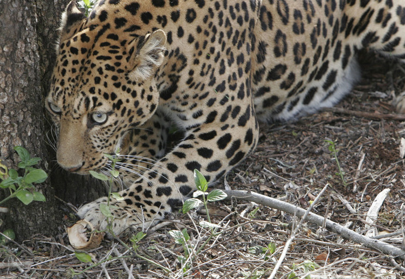 Niño es devorado por un leopardo dentro de un parque nacional. Noticias en tiempo real