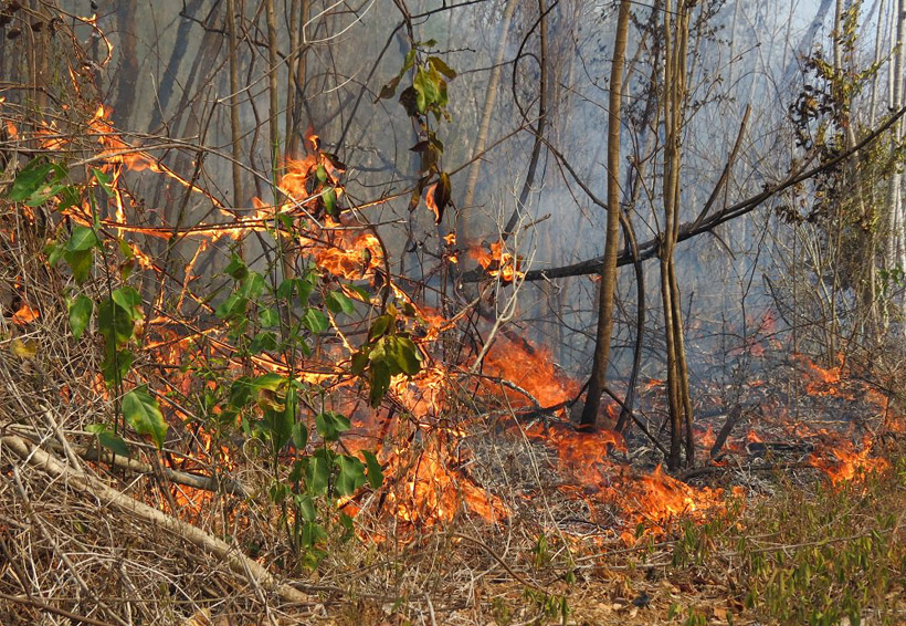 Devoran incendios  930 hectáreas de árboles en Oaxaca. Noticias en tiempo real