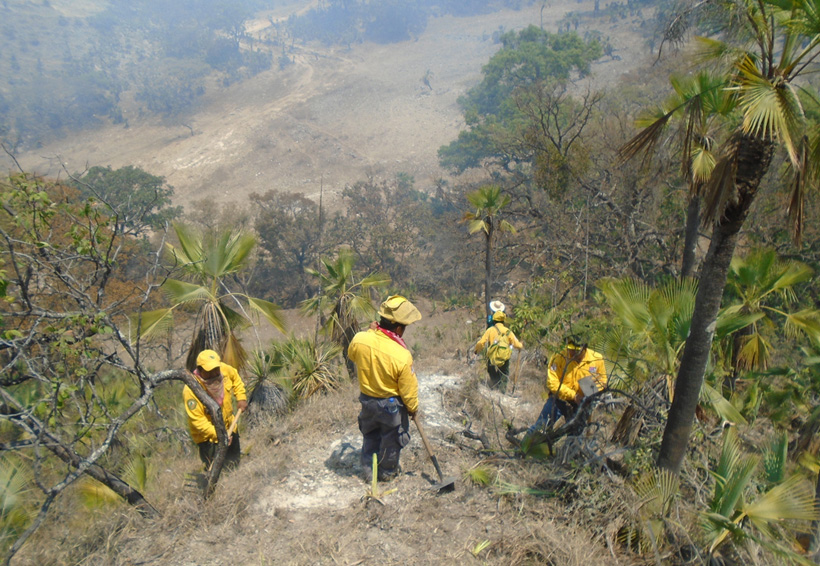 Combaten incendios forestales sin descanso en Oaxaca. Noticias en tiempo real