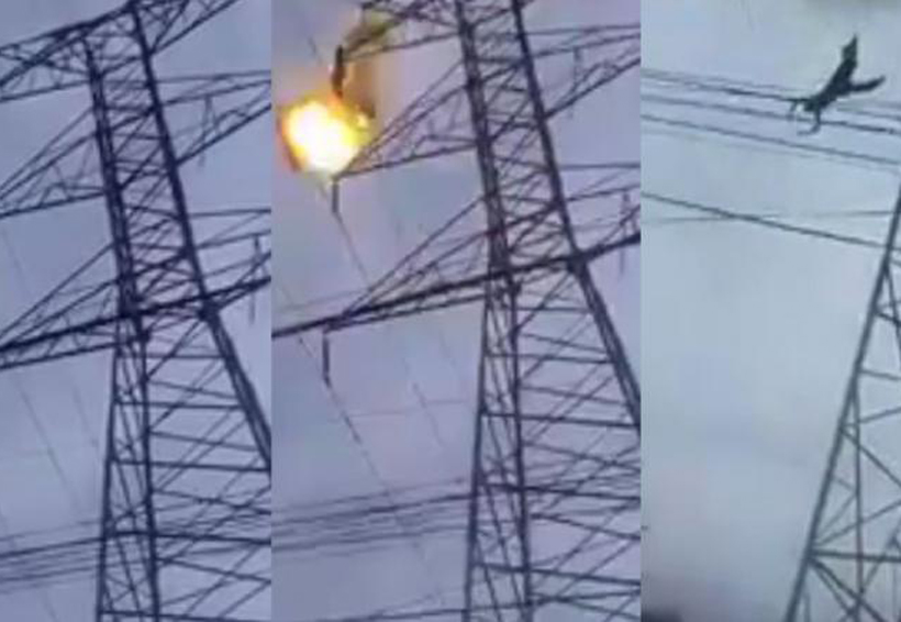 Video: Joven muere electrocutado. Noticias en tiempo real