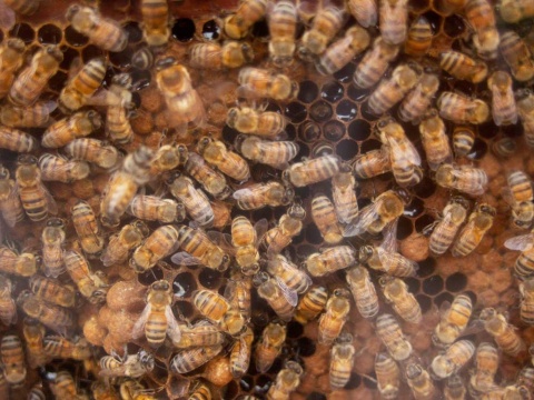 Día mundial de las abejas se celebra por primera vez. Noticias en tiempo real