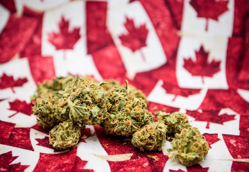 La marihuana será legal en Canadá el próximo verano. Noticias en tiempo real