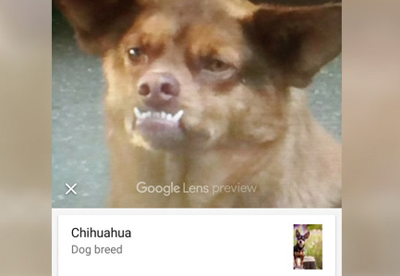 Nueva función de Google te permite saber que raza es tu perro. Noticias en tiempo real