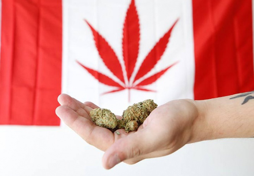 En Canadá la mariguana será legal a partir de octubre. Noticias en tiempo real