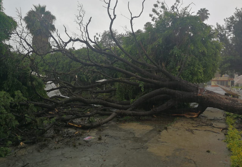 Fuerte lluvia en Oaxaca provoca caída de árbol en prepa 7. Noticias en tiempo real