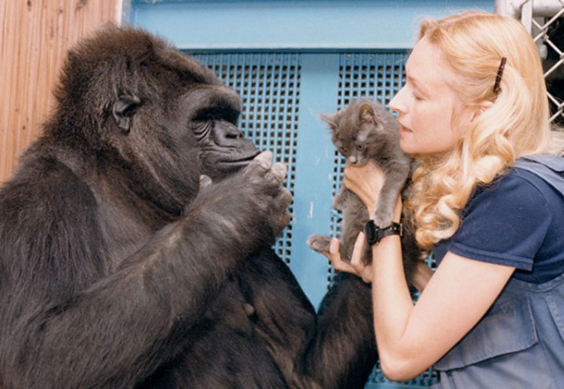 Muere Koko, la gorila del lenguaje de señas. Noticias en tiempo real
