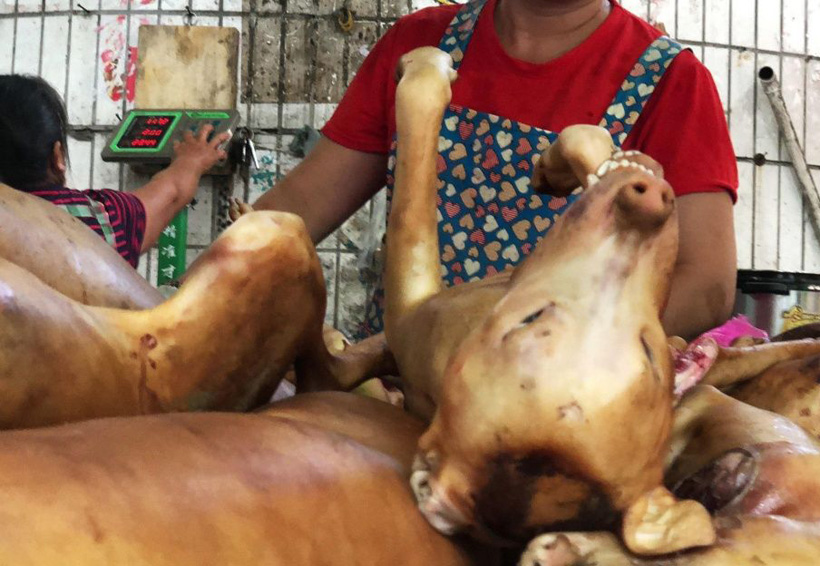 Celebra China festival de carne de perro. Noticias en tiempo real