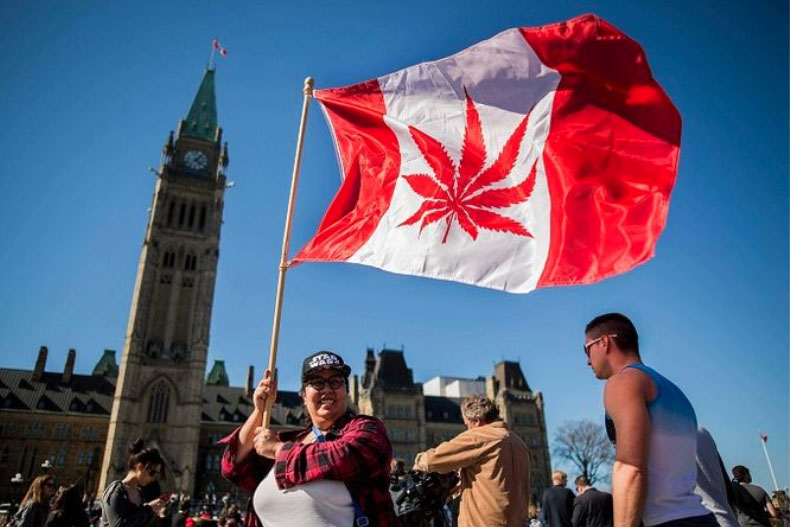 Productores de marihuana listos para distribuir mercancía en Canadá. Noticias en tiempo real