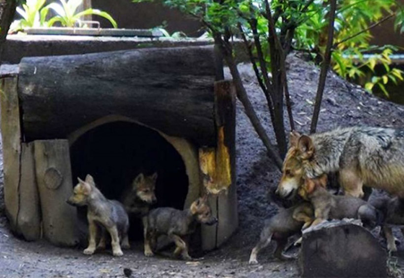 En zoológico nacen ocho crías de lobo mexicano, especie en peligro de extinción. Noticias en tiempo real
