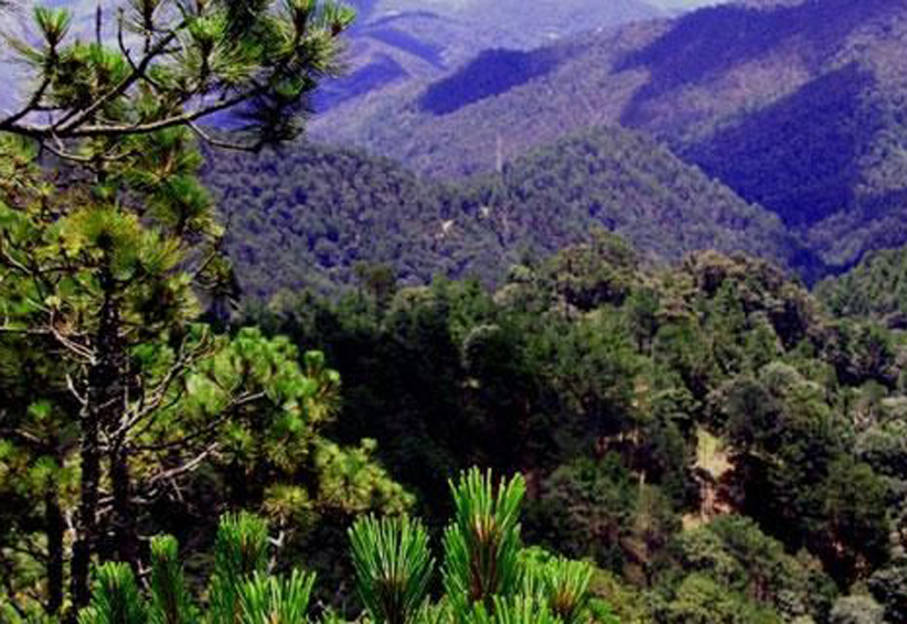 Sector forestal, abandonado en Oaxaca pese a potencial económico. Noticias en tiempo real
