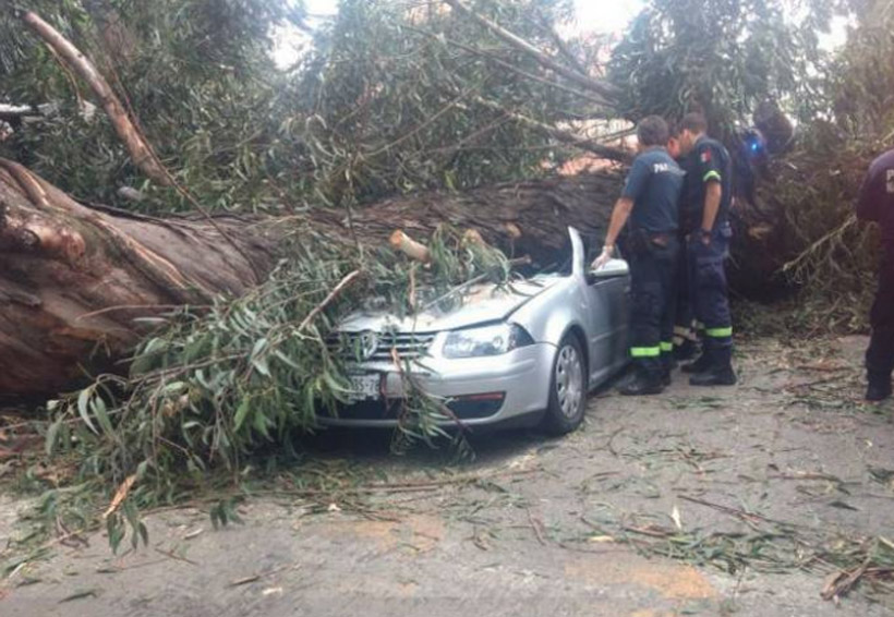 En Naucalpan, árbol cae sobre auto y mata a cuatro personas. Noticias en tiempo real